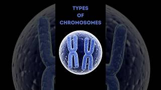 4 Types of Chromosomes Explained in 60 Seconds 🧬 [upl. by Sherry]