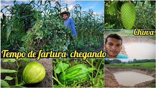 TRABALHANDO na chuvainício do novo PLANTIO de MARACUJÁPLANTAÇÕES e COLHEITA de feijãomuita chuva [upl. by Bergmans]