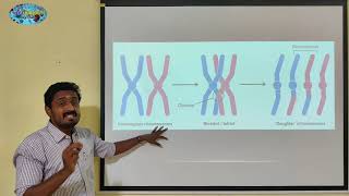 PACHYTENE PROPHASE 1  TAMIL  MEIOSIS  CELL CYCLE AND CELL DIVISION  STD 11 [upl. by Linsk]