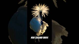 Birding New Zealand birds wildlife newzealandbirds naturephotography photography birdslover [upl. by Lalage539]