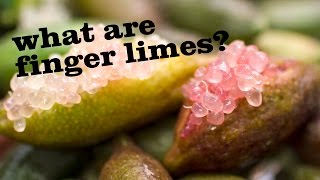 What are finger limes [upl. by Alena811]