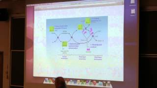 Aherns BB 350 at OSU  29 Citric Acid Cycle [upl. by Stone]