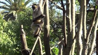 Spider Monkey  Ateles Geoffroyi [upl. by Justen]