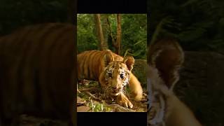 The wild life creation trandingshorts like wildlife like support and subscribe viralcontent [upl. by Nur570]