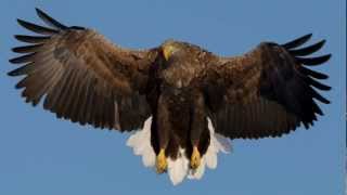 オジロワシ Whitetailed eagle FZ200 HiSpeed120FPS [upl. by Bekha656]