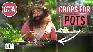 Vegie Crops That Thrive in Pots  Growing Fruit and Veggies  Gardening Australia [upl. by Rosario]