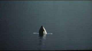 Songs and Sounds of Great Whales by Rouvaishyana [upl. by Everard]