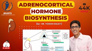 Adrenocortical Hormone Biosynthesis [upl. by Acinok]