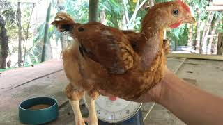 Raising a Hubbard Sasso Chicken  Growth Time lapse [upl. by Wicks645]