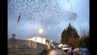 Winchester Fire Station starlings murmuration after the trees were cut down [upl. by Asha91]