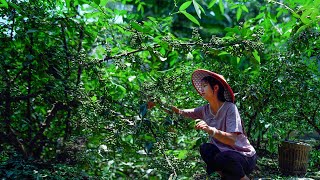 Food Full of Sichuan pepper It is More Important than Salt to Guizhou Locals [upl. by Anastos]