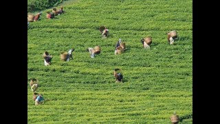 kericho in Kenya  tea plantations highlands west of the Kenyan Rift Valley [upl. by Cand914]