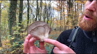 Débuter la cueillette de champignons sans risques [upl. by Akselav]