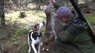 Hunting hare with Caro the norwegian Haldenhound [upl. by Aneertak]