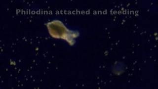 Philodina Rotifer Life Cycle [upl. by Yliak]