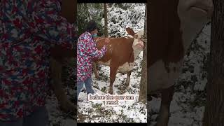 Smart Vitamin Injection For Cows [upl. by Hanselka369]