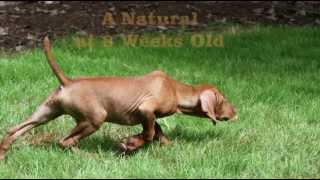 Vizsla Pointing Scout [upl. by Ingrid]