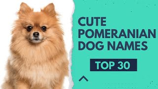 Top 30 Pomeranian Dog Names । Male Female Dog Names । Pets Vlogger [upl. by Hoang534]