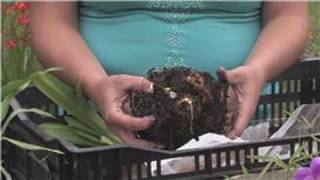 Flower Bulbs  How to Divide Amaryllis Bulbs [upl. by Naresh]