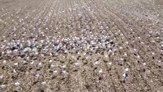 What a 3000 Windsock Decoy Spread Looks LikeSkyFly Decoys [upl. by Evalyn963]