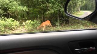 Chicot State Park [upl. by Eberhart]