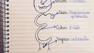 Normal microbial Floraeasy way to remember normal Flora [upl. by Daiz]