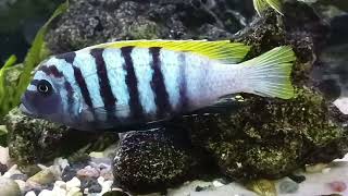 pielęgnice Cynotilapia afra jalo reef [upl. by Ailemaj34]