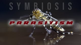 Symbiosis Parasitism [upl. by Arraeic]