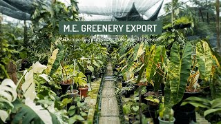 ME GREENERY EXPORT Thailand  Make importing plants easy make everything easier [upl. by Sikras]