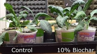 Indoor Biochar Trial Kale and Collard Results [upl. by Ggerg230]