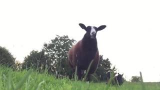 Lambpeeede In Slow Motion Lamb Stampede Zwartbles Ireland [upl. by Gadmon]