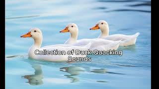 quotCollection of Duck Quacking Sounds Effectsquot [upl. by Dnalyk759]