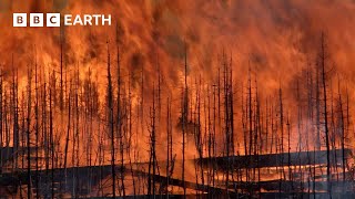 Forest Regenerates After Devastating Fires  Yellowstone  BBC Earth [upl. by Donela862]