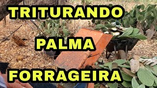 TRITURANDO PALMA FORRAGEIRA PARA O GADO SINDI [upl. by Ehc]