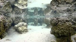 Hamelin Pool Stromatolites  short film of the living fossils living in Shark Bay W Australia [upl. by Orsola611]