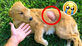 MY PUPPY HAS A MASSIVE CYST  WILL SHE BE OKAY [upl. by Baskett]