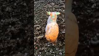 Creepy Parasite Turns Snails 🐌🪱 Into Disco Zombies animals insects snail [upl. by Tolliver932]