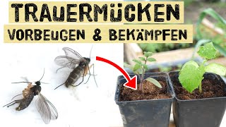 Trauermückenplage 2021  vorbeugen und bekämpfen  Nützling Nematode  Trauermücken an Jungpflanzen [upl. by Tabshey]