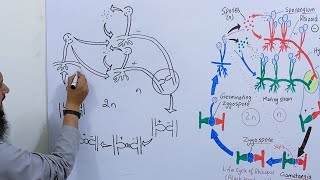 How to draw life cycle of Rhizopus  How to draw life cycle of Zygomycota [upl. by Aisek]