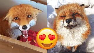 Fox — Hilarious And Cute Videos And Tik Toks Compilation [upl. by Ohcirej]