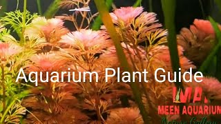 Aquarium Plant Guide  Cabomba piauhyensisFurcata [upl. by Fanchon]