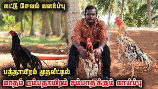 பாரம்பரிய சேவல் வளர்ப்பு 10000 முதலீட்டில் மாதம் 50000 சம்பாதிக்கலாம் Trending Vlogs Thamil [upl. by Arrahs]