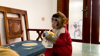 Monkey Annie goes to the countryside market with her mother [upl. by Soelch653]