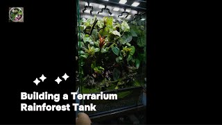 Building a Terrarium Rainforest Tank Tropical Plant and Habitat Tank [upl. by Algernon]