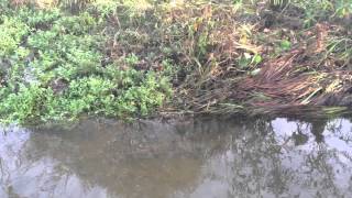 Codornices Creek Chinook Salmon Berkeley  12312 [upl. by Attener]