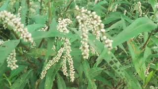 Persicaria lapathifolia known as pale persicaria is a plant of the family Polygonaceae [upl. by Nirrac286]