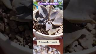 Echeveria rodolfi🥰🌱 [upl. by Etiuqal]