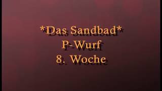 Das Sandbad  Biewerwelpen 8 Woche PWurf [upl. by Lednik767]