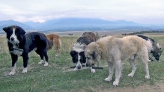 A Conversation With Romanian Sheepdogs Guard Dogs  Wolf Killers [upl. by Nylek]