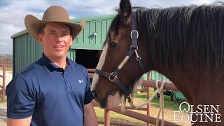 BIG HORSES Budweiser Clydesdale Barefoot Trim by Olsen Equine CJF [upl. by Viens]